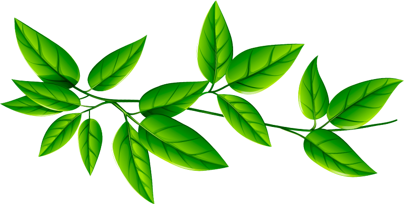 Green Leaves Transparent Background, Hd Png Download