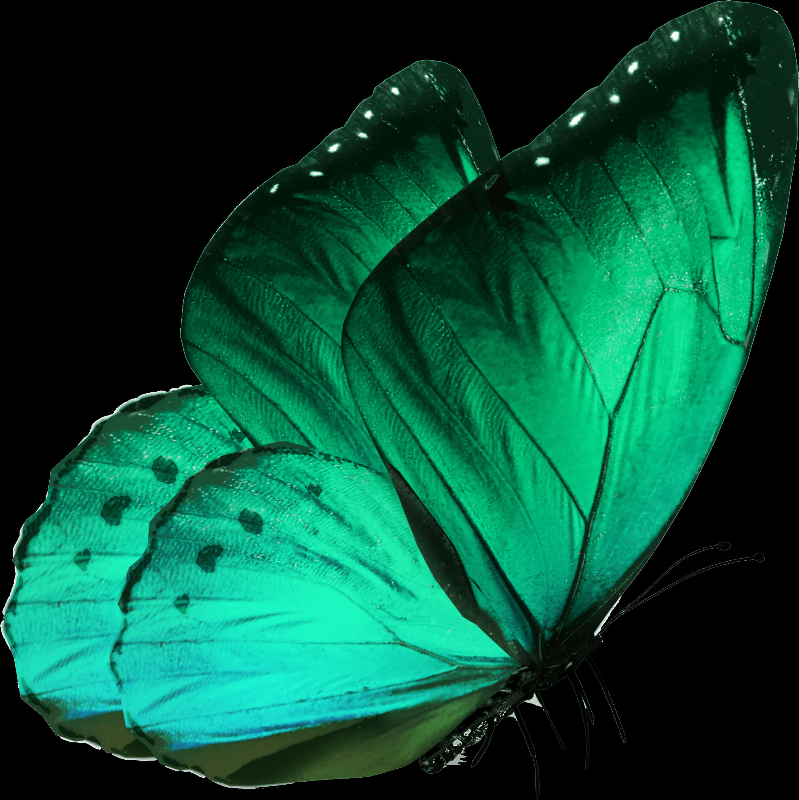 A Green Butterfly With Black Background