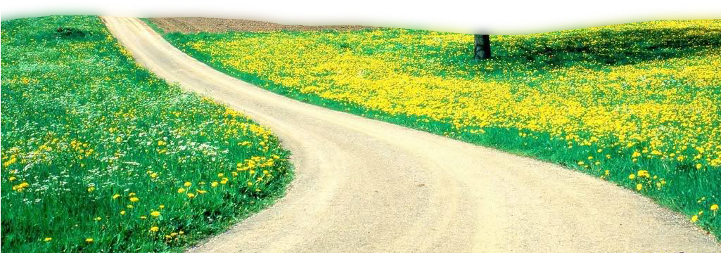 A Road Going Through A Field Of Yellow Flowers