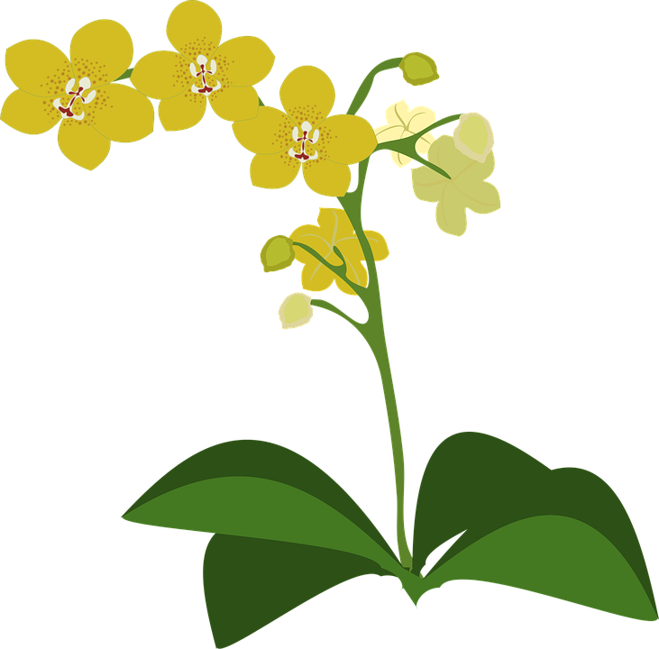 A Yellow Flowers On A Plant