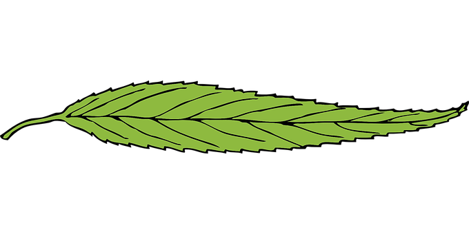Green Png 680 X 340