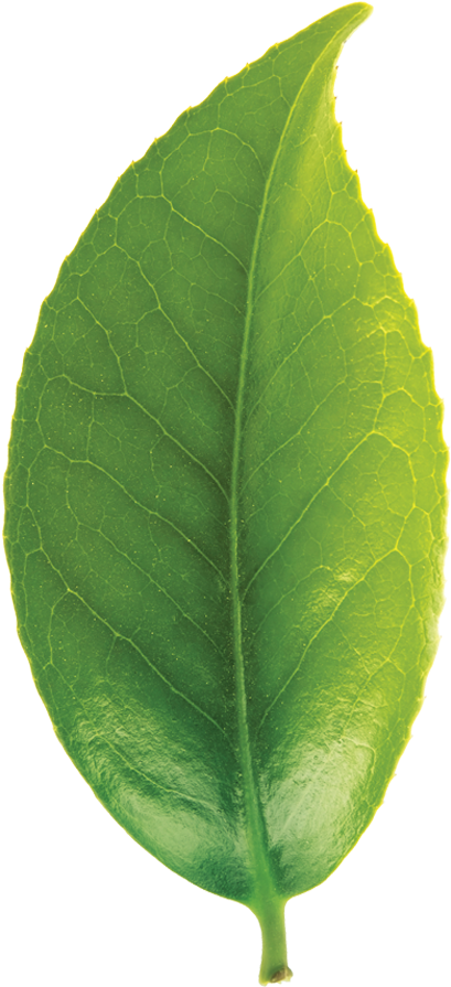 Green Tea Leaf Png, Transparent Png