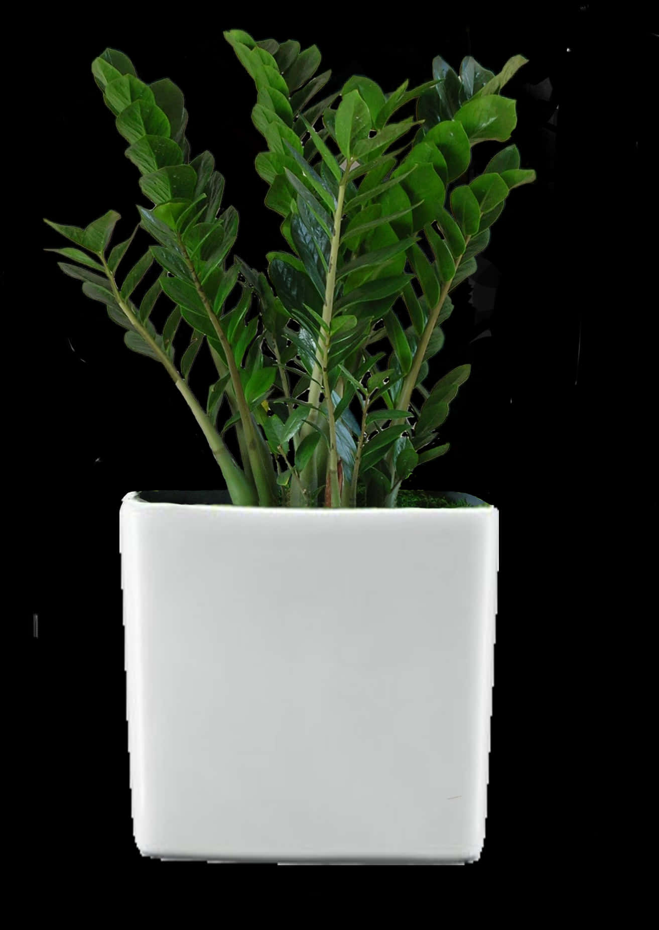 A Plant In A White Pot
