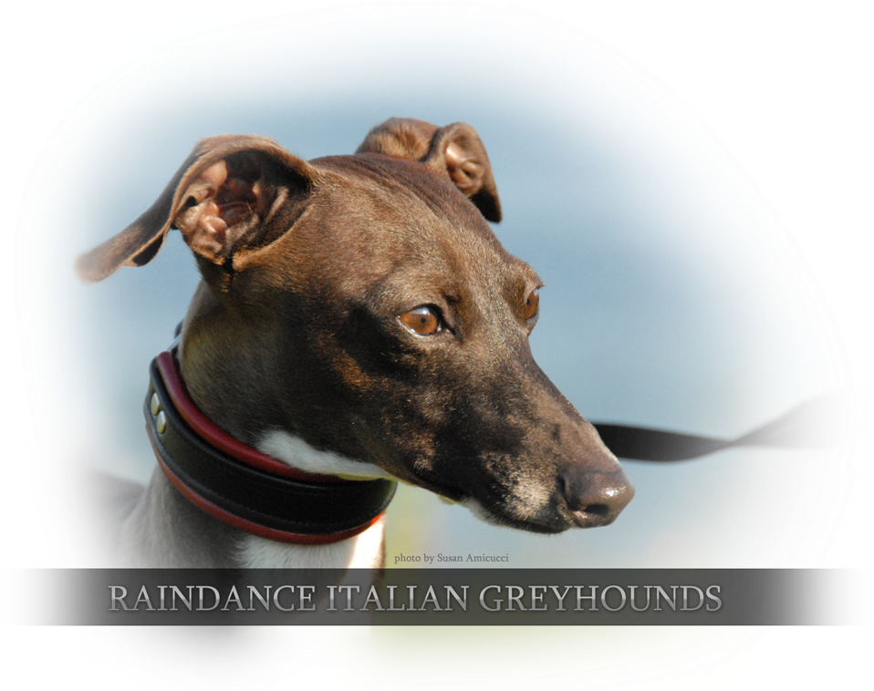 Greyhound PNG