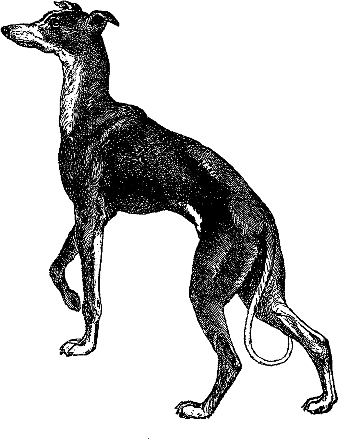 A Black And White Drawing Of A Dog
