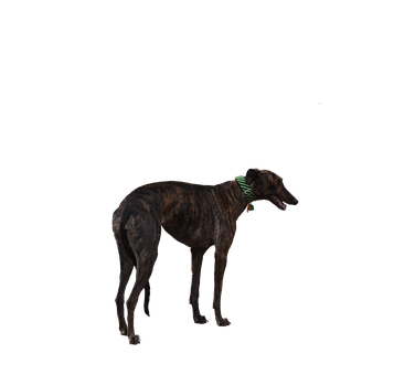 A Dog Standing In Front Of A Black Background