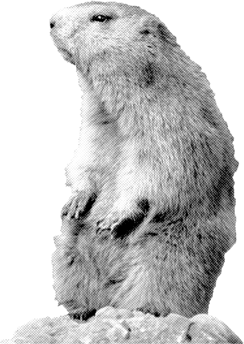 A Black And White Image Of A Furry Animal