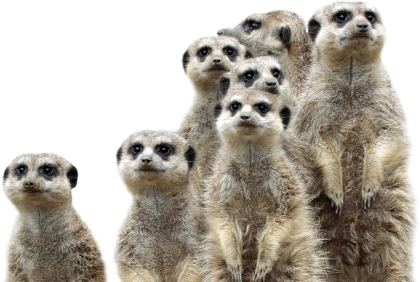 A Group Of Meerkats Standing Together