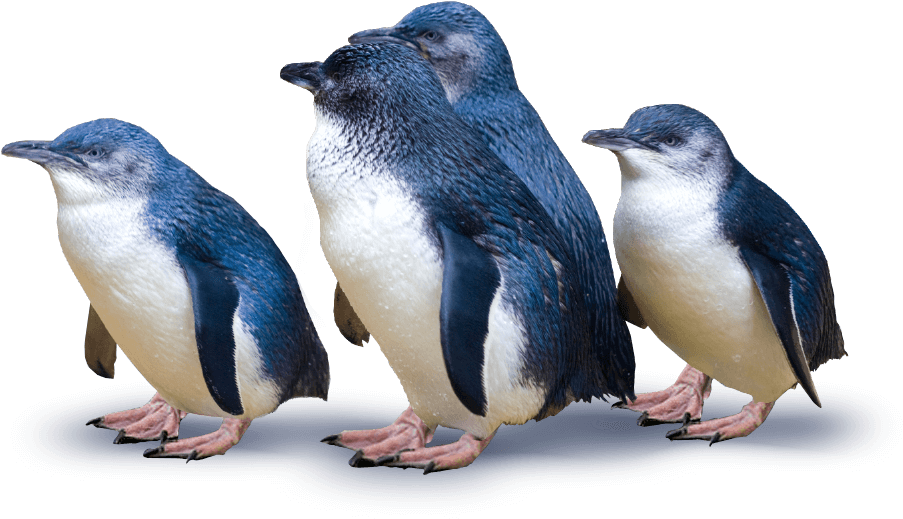 A Group Of Penguins Standing