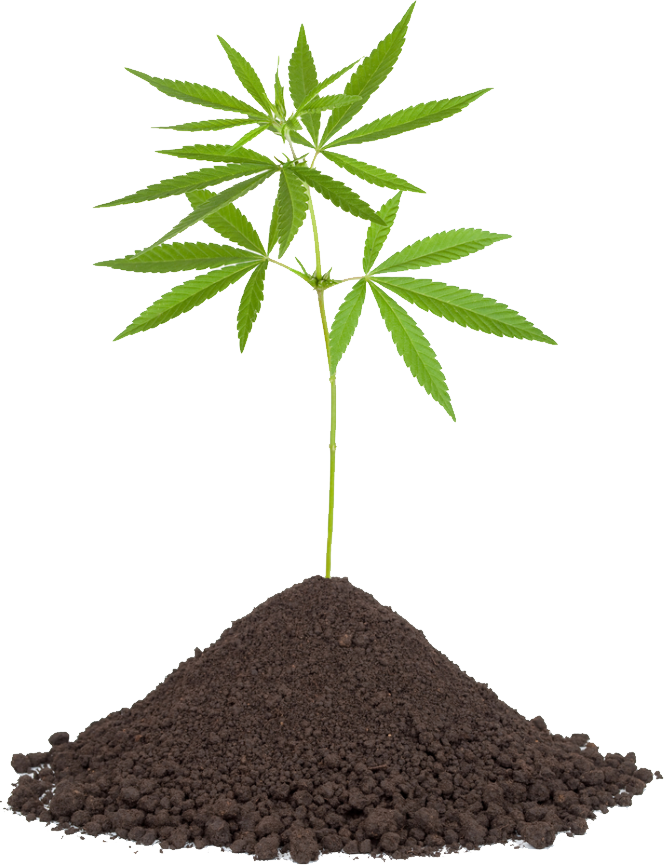 Growing Cannabis On Mound