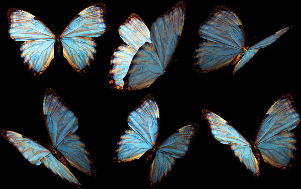 A Group Of Butterflies On A Black Background