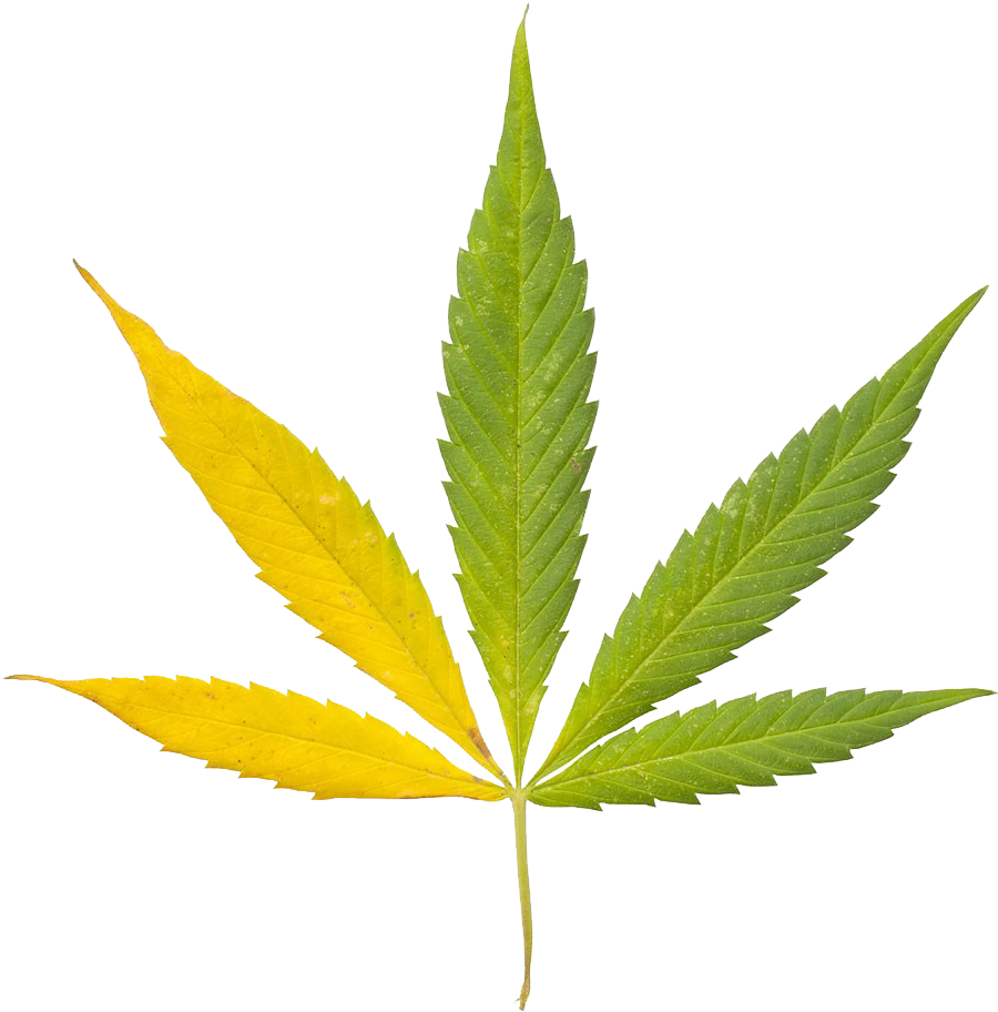 Half-yellowed Cannabis Leaves