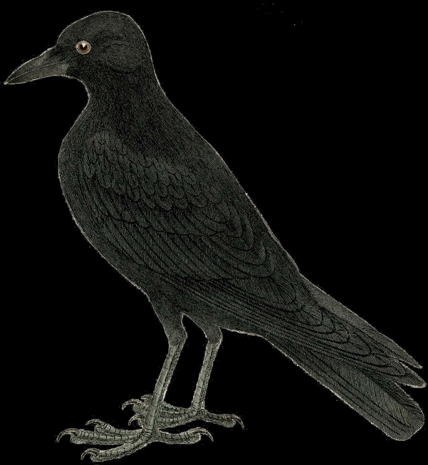 Halloween Crow Transparent Image - Printable Crow, Hd Png Download