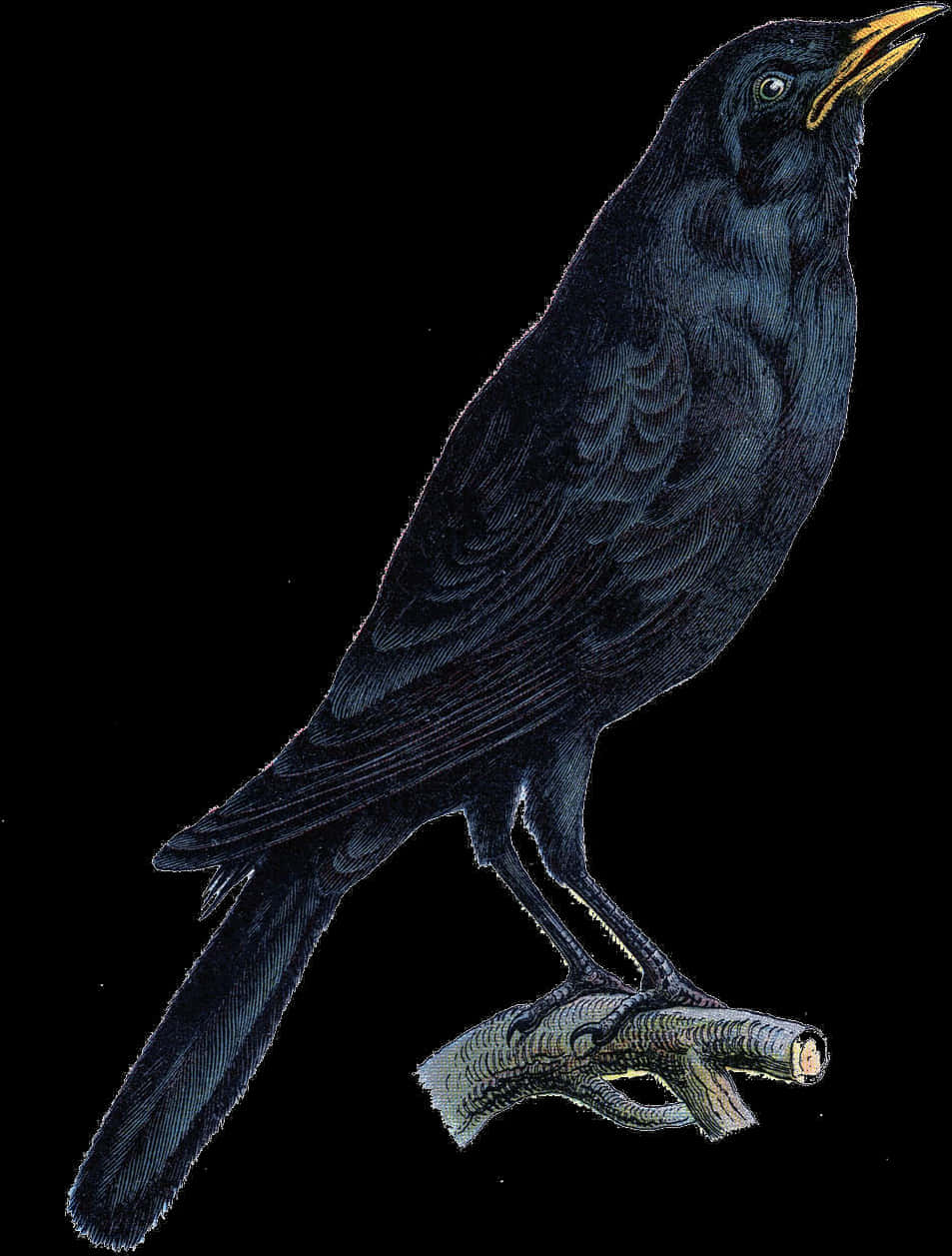 Halloween Crow Vector Free Png Photo - Crow Png, Transparent Png