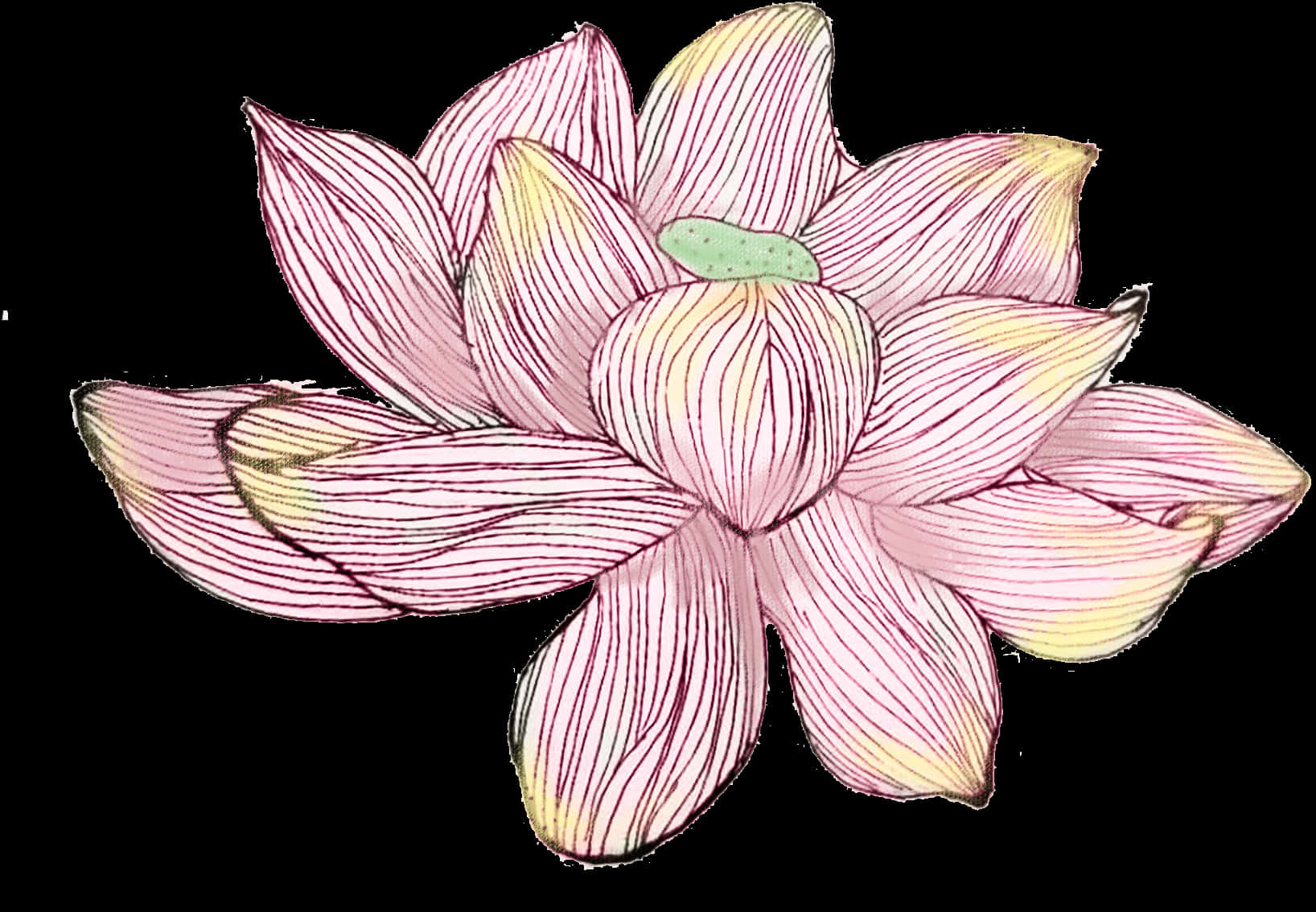 A Pink Flower With Yellow Stripes