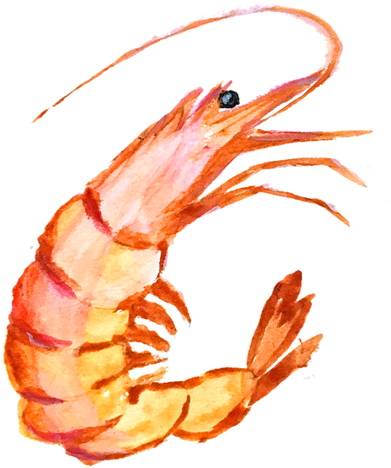 A Watercolor Of A Shrimp