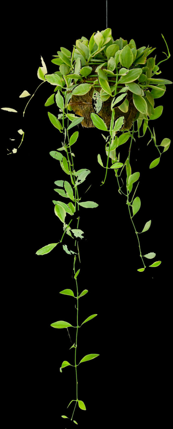 A Green Plant With Leaves