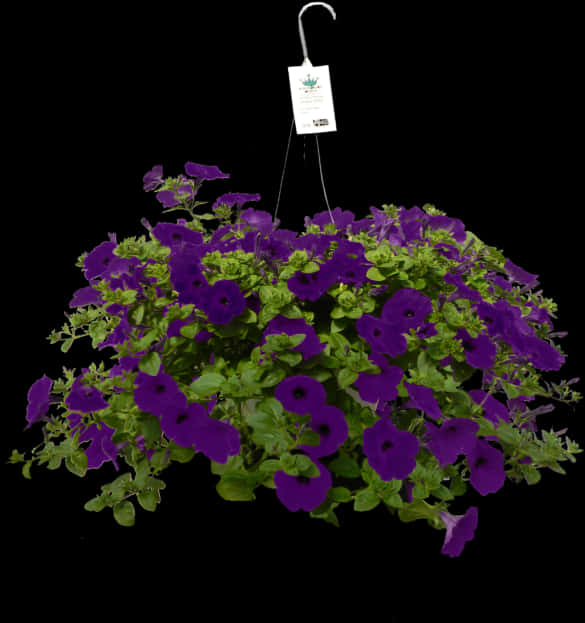 A Purple Flowers In A Pot