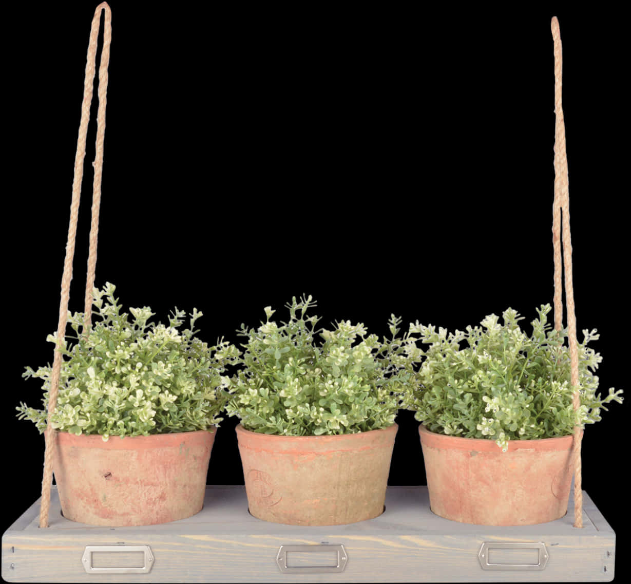 A Group Of Potted Plants On A Wooden Surface