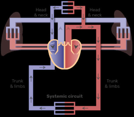 Heart And Major Blood Vessels Circuit System