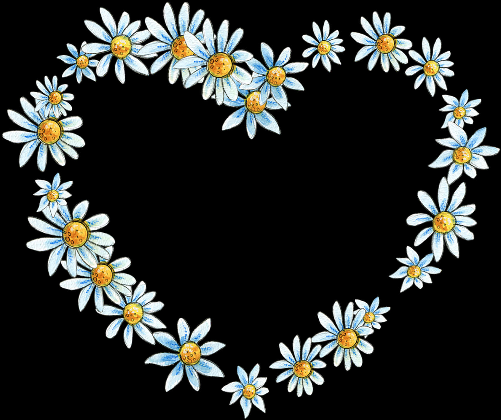White Daisy Flower Heart Hd