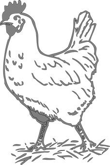 A Black And White Image Of A Chicken