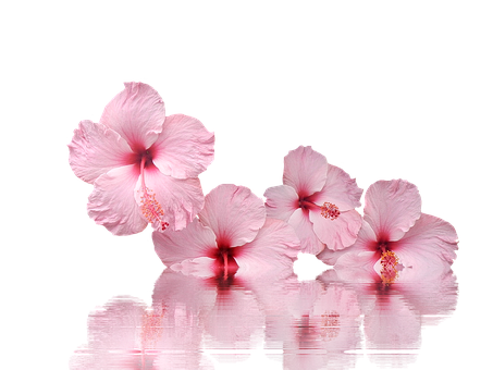 Pink Flowers On A Black Background