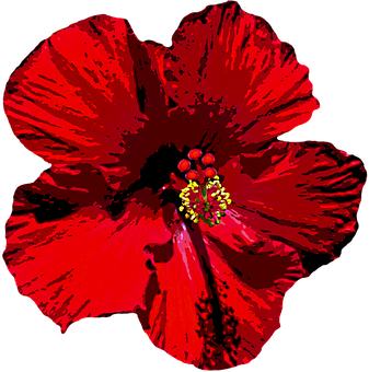 A Close Up Of A Red Flower