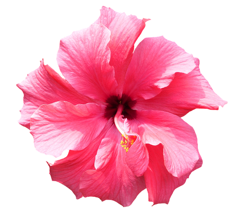 Hibiscus Png 824 X 720