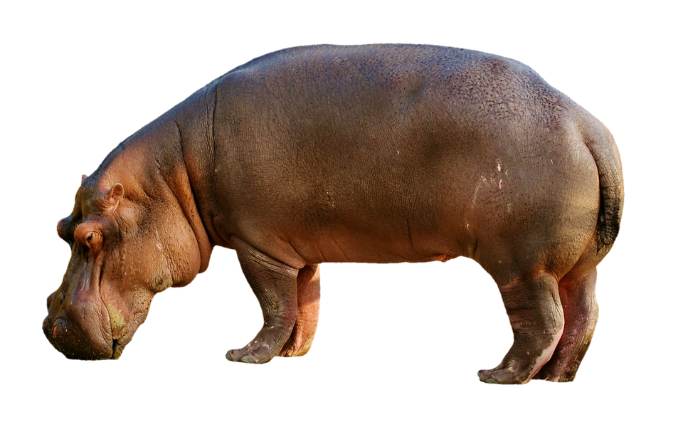 A Hippo Standing On A Black Background