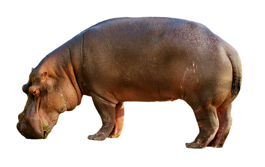 A Hippo Standing On A Black Background