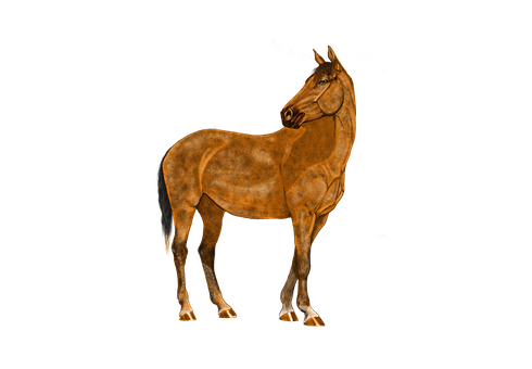 A Horse With A Black Background
