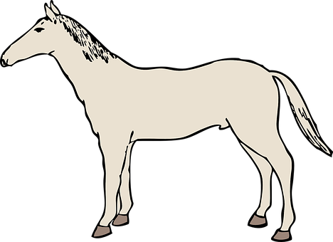 A White Horse With Black Background
