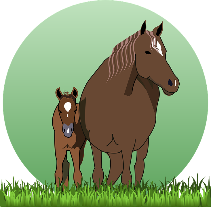 A Horse And A Foal In Grass