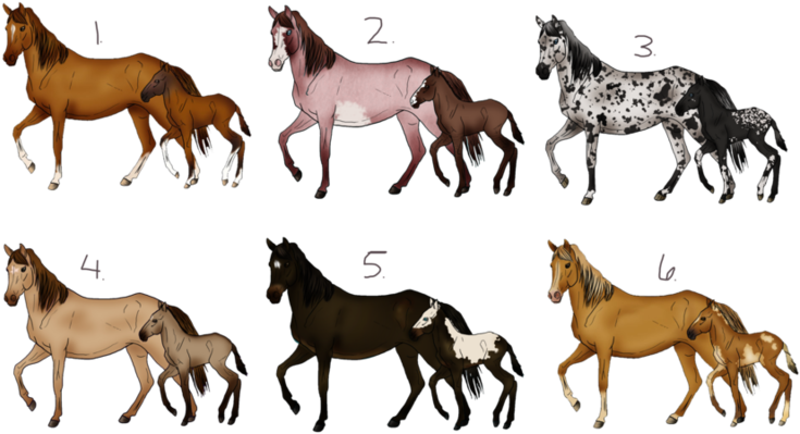 A Group Of Horses With Different Colors