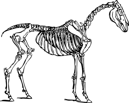 A Skeleton Of A Horse