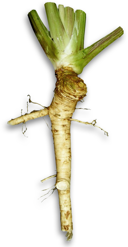 A Root With A Green Stem