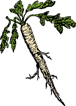 A White Carrot With Green Leaves