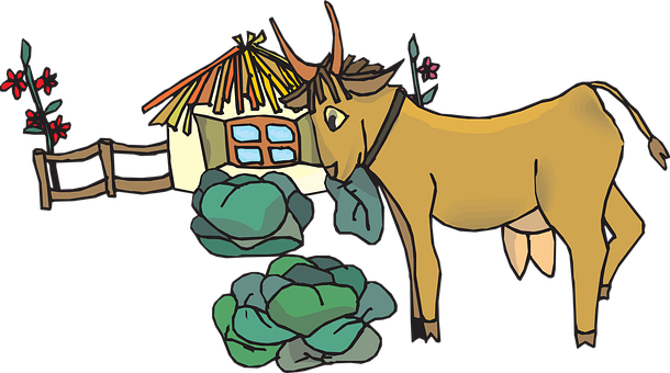 A Goat With A House And Cabbage