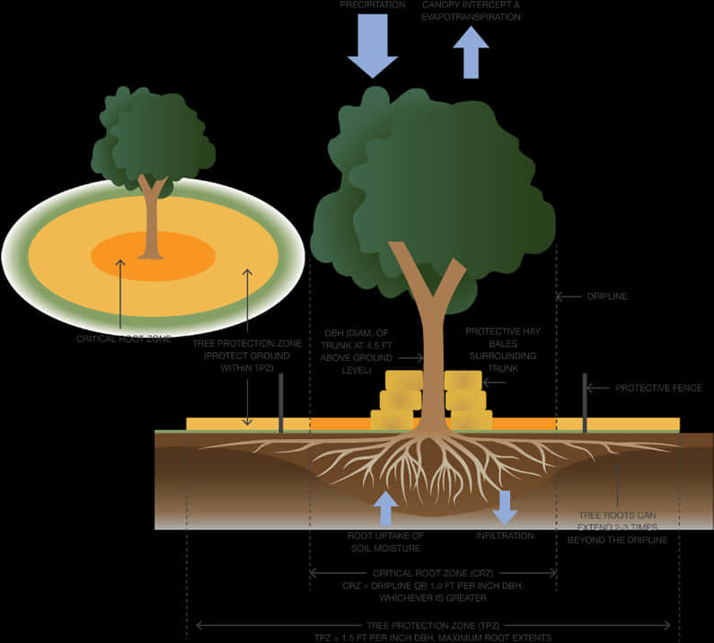 How To Protect Native Trees During Construction - Tree Protection Zone Roots, Hd Png Download