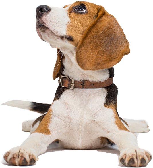 Http - //www - Prosperitypharmacyrx - - Beagle Transparent Png Hd, Png Download