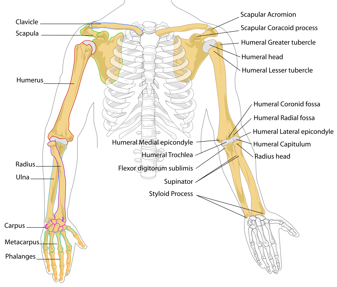 A Skeleton With Bones And Hands