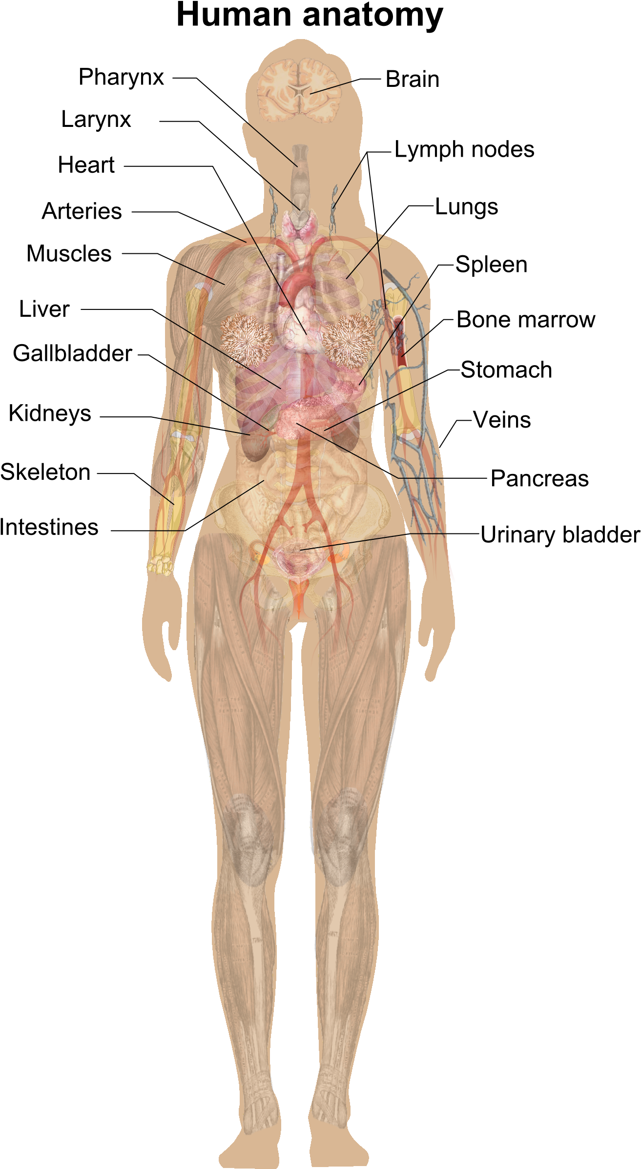 A Diagram Of A Woman's Body