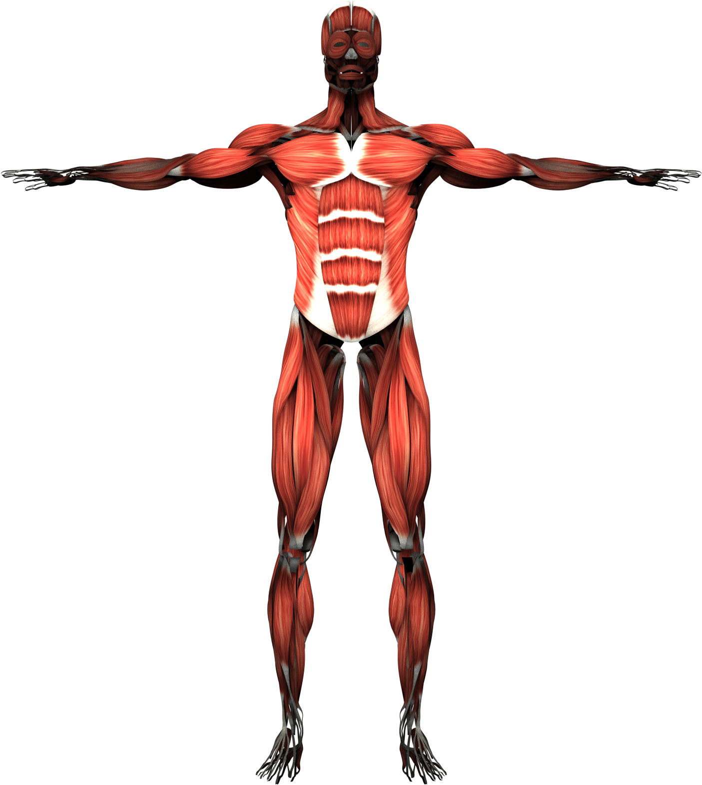 A Human Body With Muscles