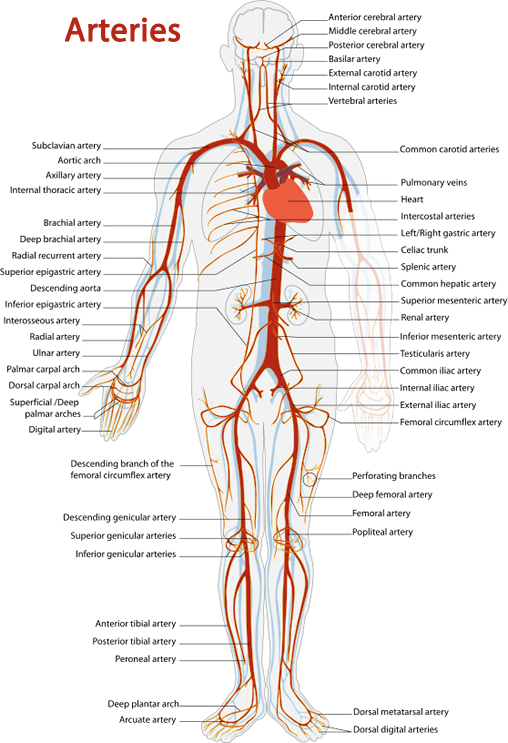 A Diagram Of A Human Body