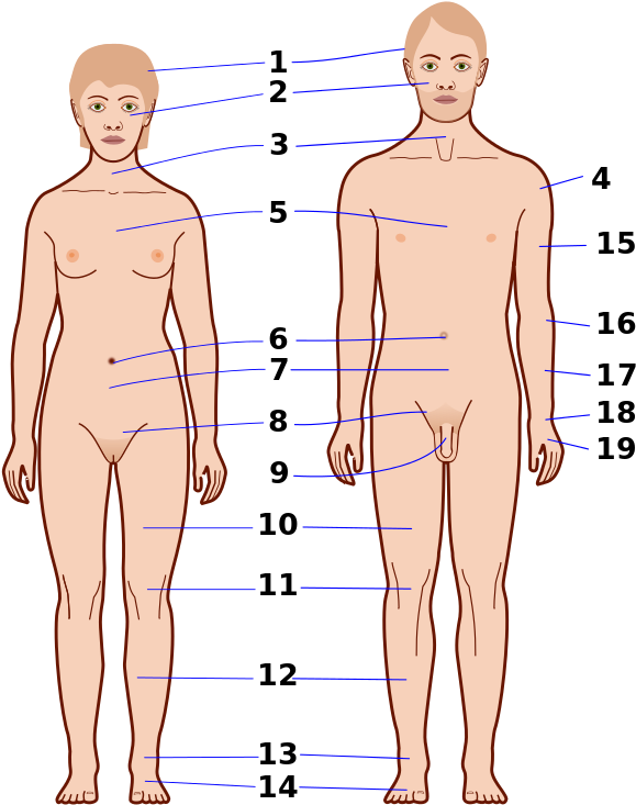 A Man And Woman Body Parts