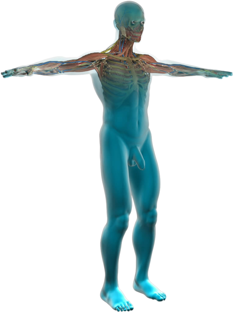 A Transparent Human Body With Muscles And Muscles