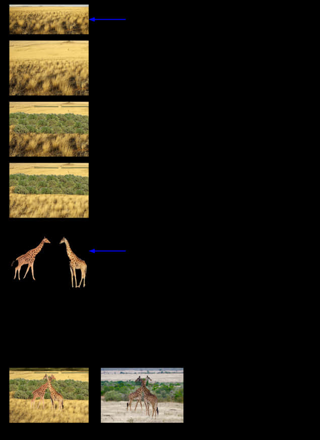 Human Compression Process For The Giraffe Image - Giraffe