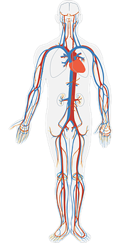 A Diagram Of The Human Body