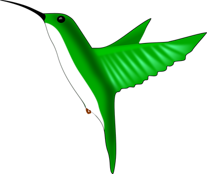 A Green Bird With Black Background